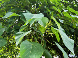 Macaranga tanarius, plain green leaved male individual with yellowish main veins, Malapascua, Cebu, Philippines