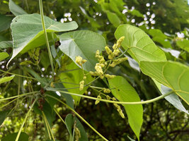 Macaranga tanarius, plain green male individual, the flowers being protected by dentate bracts before anthesis, Malapascua, Cebu, Philippines