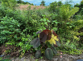 Macaranga tanarius, purple and green leaved young individuals among other pioneer species along a track, Malapascua, Cebu, Philippines