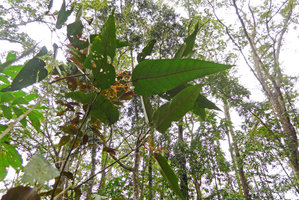 Macaranga vitiensis, long peltate leaves and reddish inflorescences, Colo-I-Suva, Viti Levu, Fiji, Aug. 2016