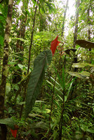 Macaranga vitiensis, monocaulous flowering treelet in forest understory, Colo-I-Suva, Viti Levu, Fiji, Aug. 2016