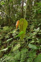 Macaranga vitiensis, plain green leaved form, Colo-I-Suva, Viti Levu, Fiji, Aug. 2016