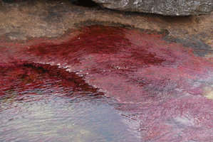 Macarenia clavigera, bright pink already partly emersed plants ready to desiccate, produce flowers and finally die at at the transition between humid and dry season, Cano Cristales, Serrania Macarena NP, Meta, Colombia