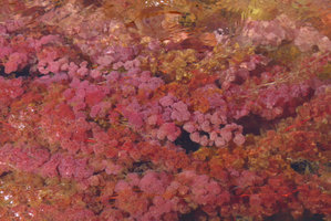 Macarenia clavigera, bright pink fluffy, globular, filamentous leafy structures, Cano Cristales, Serrania Macarena NP, Meta, Colombia