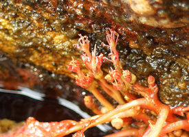 Macarenia clavigera, clustered flowers at anthesis, each inflorescence enclosed in basal spathella, Cano Cristales, Serrania Macarena NP, Meta, Colombia
