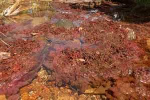 Macarenia clavigera, flowering population at decreasing water level at the beginning of the dry season, Cano Cristales, Serrania Macarena NP, Meta, Colombia
