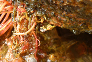 Macarenia clavigera, flowers still partly enclosed in basal bract, Cano Cristales, Serrania Macarena NP, Meta, Colombia
