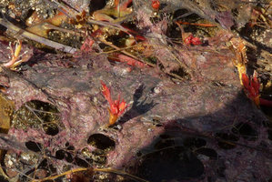 Macarenia clavigera, inflorescences emerging from the stem base of already totally desiccated emersed pink foliage, Cano Cristales, Serrania Macarena NP, Meta, Colombia