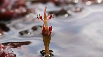 Macarenia clavigera, inflorescence with basal spathella from which emerges one fully open flower and developing one just below, Cano Cristales, Serrania Macarena NP, Meta, Colombia