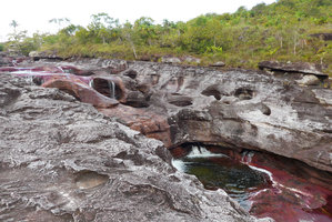 Macarenia clavigera in its stony rheophytic habitat at the transition between humid and dry season, Cano Cristales, Serrania Macarena NP, Meta, Colombia