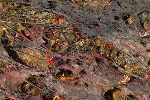 Macarenia clavigera,open flower with six stamens and inflorescences emerging from the stem base of already totally desiccated emersed pink foliage, Cano Cristales, Serrania Macarena NP, Meta, Colombia