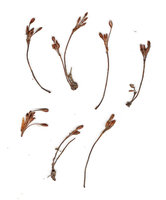 Macarenia clavigera, ribbed capsules emerging from a common base enclosed by a bract or spathella