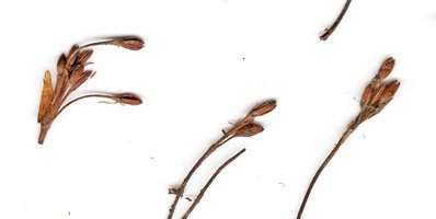 Macarenia clavigera, ribbed capsules emerging from a common base enclosed by bract or spathella
