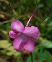 Mackaya neesiana, corolla with its long narrow tube, Pai District, Thailand