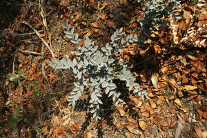 Maerua edulis with its bright glaucous refringent leaves, Liwonde NP, Malawi