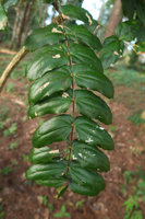 Mahonia duclouxiana, leaflets, Doi Suthep, Thailand