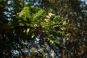 Mahonia duclouxiana, leafy branch, Doi Suthep, Thailand