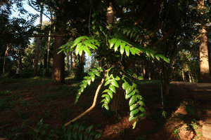 Mahonia duclouxiana, leaves in sunfleck, Doi Suthep, Thailand