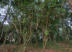 Mahonia duclouxiana, old individuals in forest remnants of Hmong village, Doi Suthep, Thailand