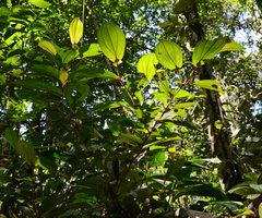 Maieta cf. poeppigii,  Presidente Figueiredo, Manaos, Amazonas, Brazil
