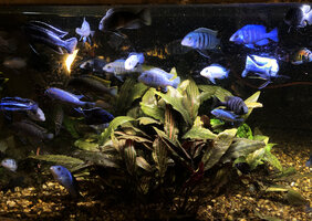 Malawi blue Mbuna Cichlids and Cryptocoryne cordata var. siamensis Rosanervig in the Christarium, P. Blanc Home