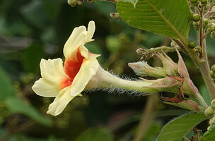 Mandevilla subsagittata, hirsute hairs along the flower tube, Mountain Pine Ridge Forest Reserve, Belize