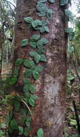 Mansoa cf. parvifolia with shingle bullate leaflets tightly appressed to the tree trunk, Inkaterra, Madre de Dios, Peru