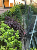 Many species growing on the street green banks, Gyre, Omote Sando, Tokyo, April 2016