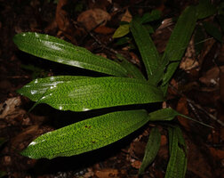 Mapania cuspidata, dark green square spots on light green adaxial leaf surface, Deramakot FR, Sabah, Borneo