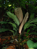 Mapania cuspidata, Selangor, Malaysia