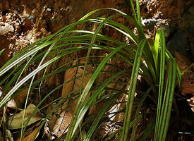 Mapania debilis, M shaped leaf section and denticulate spiny leaf margin, very confusing with small Pandanus species, Deramakot FR, Sabah, Borneo