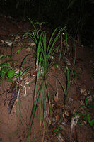 Mapania debilis on vertical earth bank, Deramakot FR, Sabah, Borneo