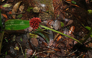 Mapania latifolia, flowering axis with one leaf like bract, two smaller cuspidate bracts and the terminal capitate inflorescence, Botanical garden, Mt Kinabalu NP, 1500 m asl, Sabah, Borneo