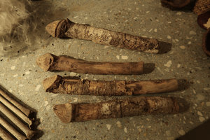 Maquira coriacea exhibiting its perfect natural phallus shaped branch insertion, from Iquitos, Peru