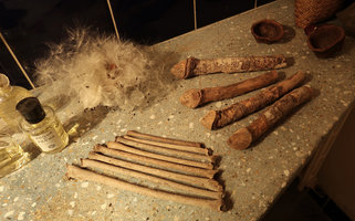 Maquira coriacea exhibiting its perfect phallus shaped branch insertion, from Iquitos, Peru