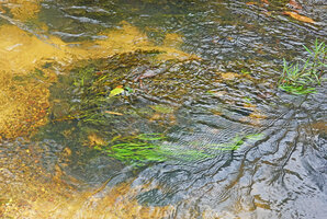 Marathrum foeniculaceum and Hygrophila costata in fast flowing shallow stream, Mountain Pine Ridge Forest Reserve, Belize