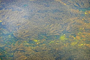 Marathrum foeniculaceum, population, Macal river, San Ignacio, Belize