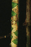 Marcgravia umbellata, leaf thigmotropism exemplified by the leaves tightly wrapping a narrow tree trunk, Monts Caraibe, Guadeloupe, France