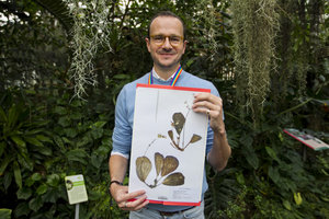 Marc Hughes holding the type specimen of Begonia blancii at the Royal Botanical Gardens Edinburgh, photo by Andrew Cawley, The Sunday Post, 30th Jan. 2018
