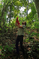 Marc Jeanson using protecting gloves to pull down the barbed roots of Cercestis blancii, Ebodje, Campo, Cameroon, March 2018