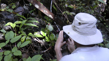 Mark Hughes taking a photo of Begonia hughesii, PPSRNP, Palawan, Philippines, May 2011