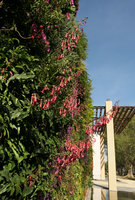 Mc Arthur Glen Provence Vertical Garden with Phygelius capensis in full bloom, Mas de la Peronne, Miramas