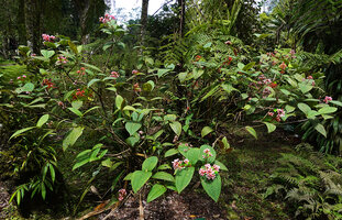 Medinilla alpestris, a much branched individual plant with inflorescences and infructescences, Tjibodas BG, Java