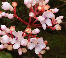 Medinilla alpestris, iflowers, Tjibodas BG, Java