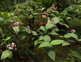 Medinilla alpestris, inflorescences and infructescences, Tjibodas BG, Java