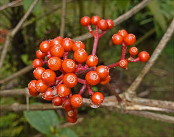 Medinilla alpestris, infructescence, Tjibodas BG, Java