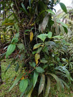 Medinilla alpestris, small adult and flowering individual having germinated among orchids on a tree fern stipe, Tjibodas BG, Java