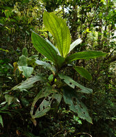 Medinilla amplectens, erect stem with sessile leaves accumulating humus from canopy trees dead leaves, Kinabalu NP, 1600 m asl, Sabah, Borneo.