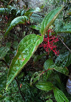 Medinilla arfakensis, almost triangular leaves with basal pairs of veins and bright red inflorescence axes with maturing berries, Kwau, Arfak Mts, 1600 m asl, West Papua
