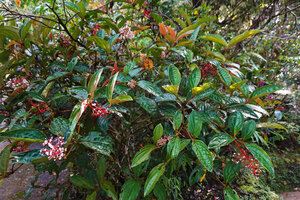Medinilla arfakensis as a low epiphyte, Kwau, Arfak Mts, 1600 m asl, West Papua
